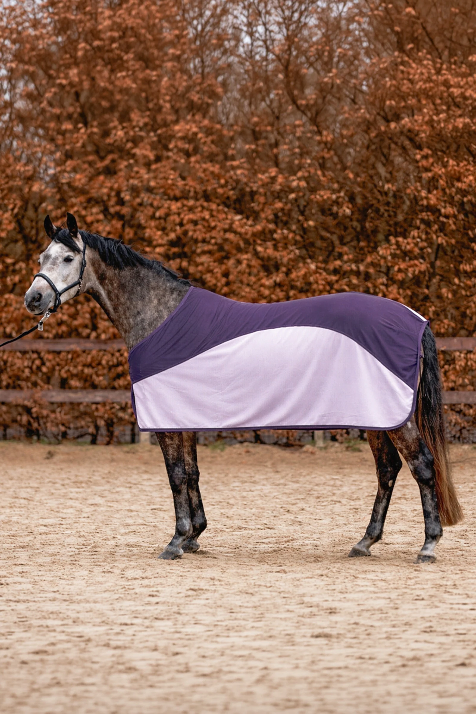 Aeris Fly Rug Purple/Lilac 135