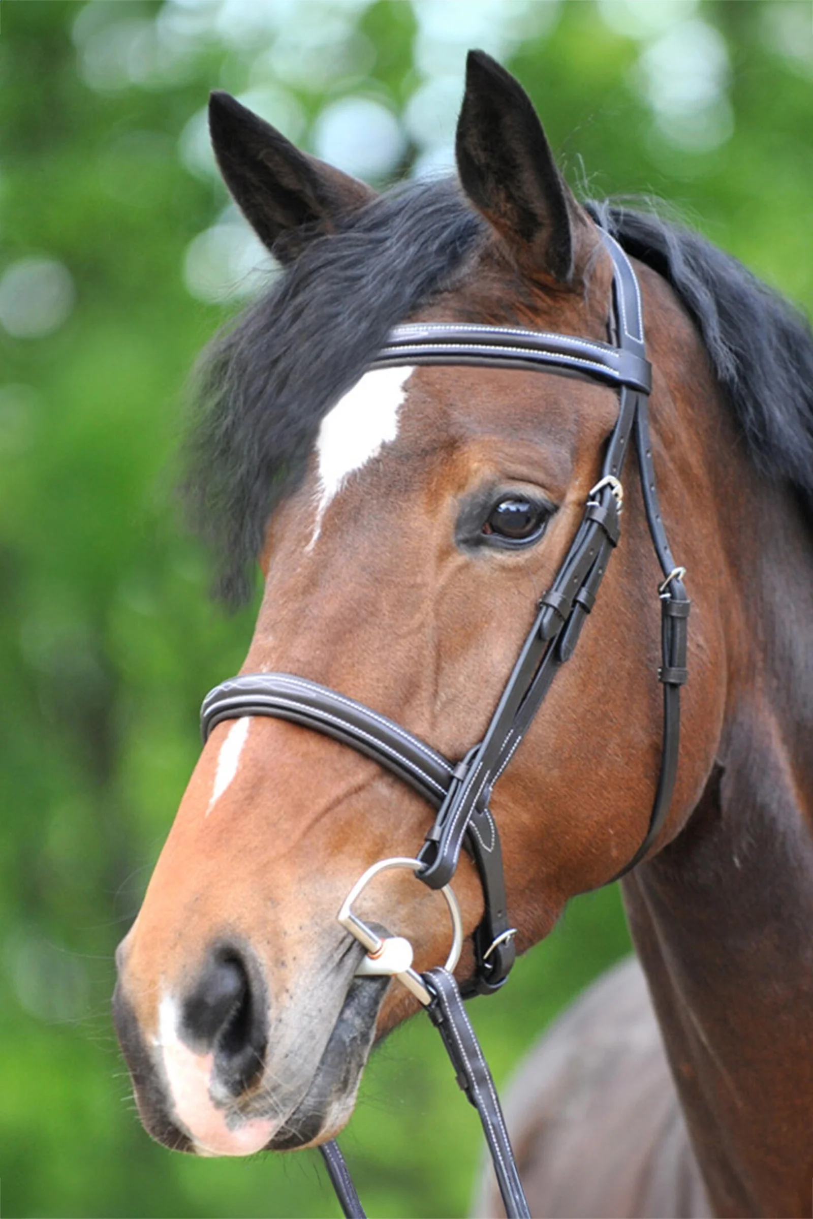 Akila Hunter Bridle Brown P
