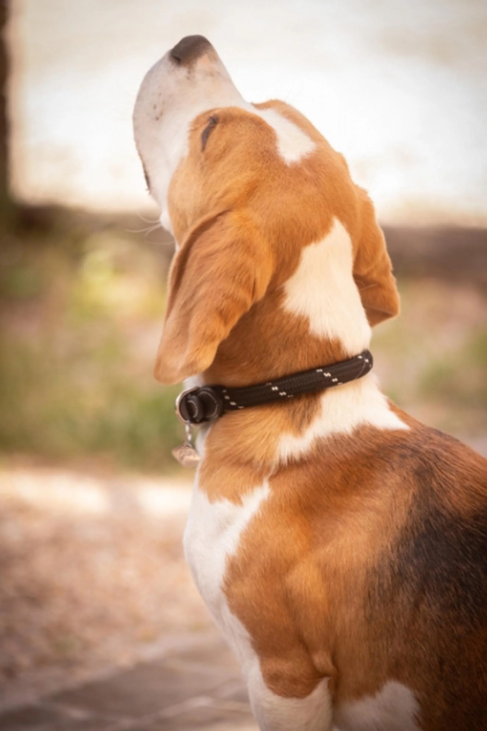 Billie Dog Collar Black 30