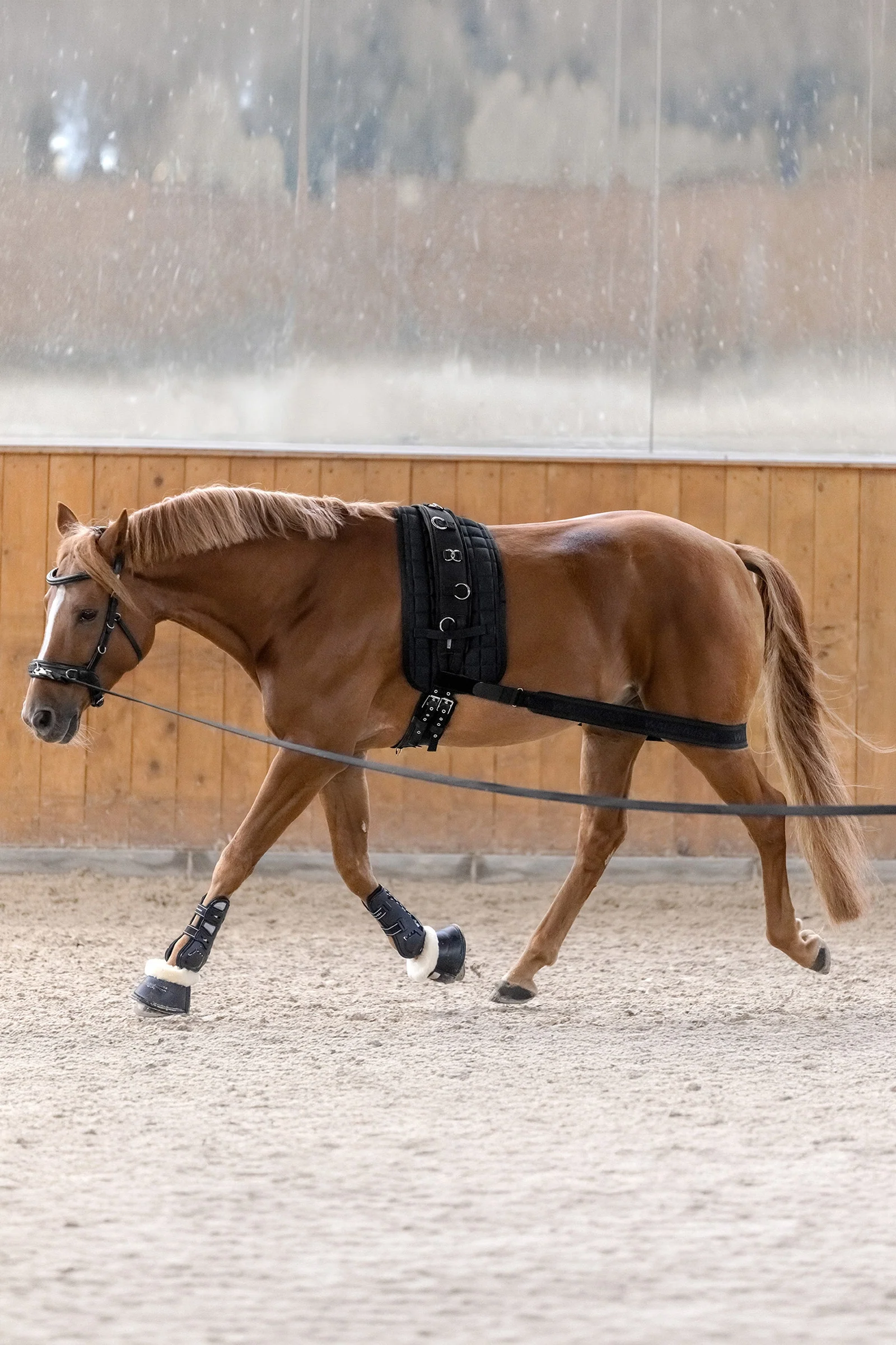 Body Bandage, Activation of the Hindquarters Black C-F