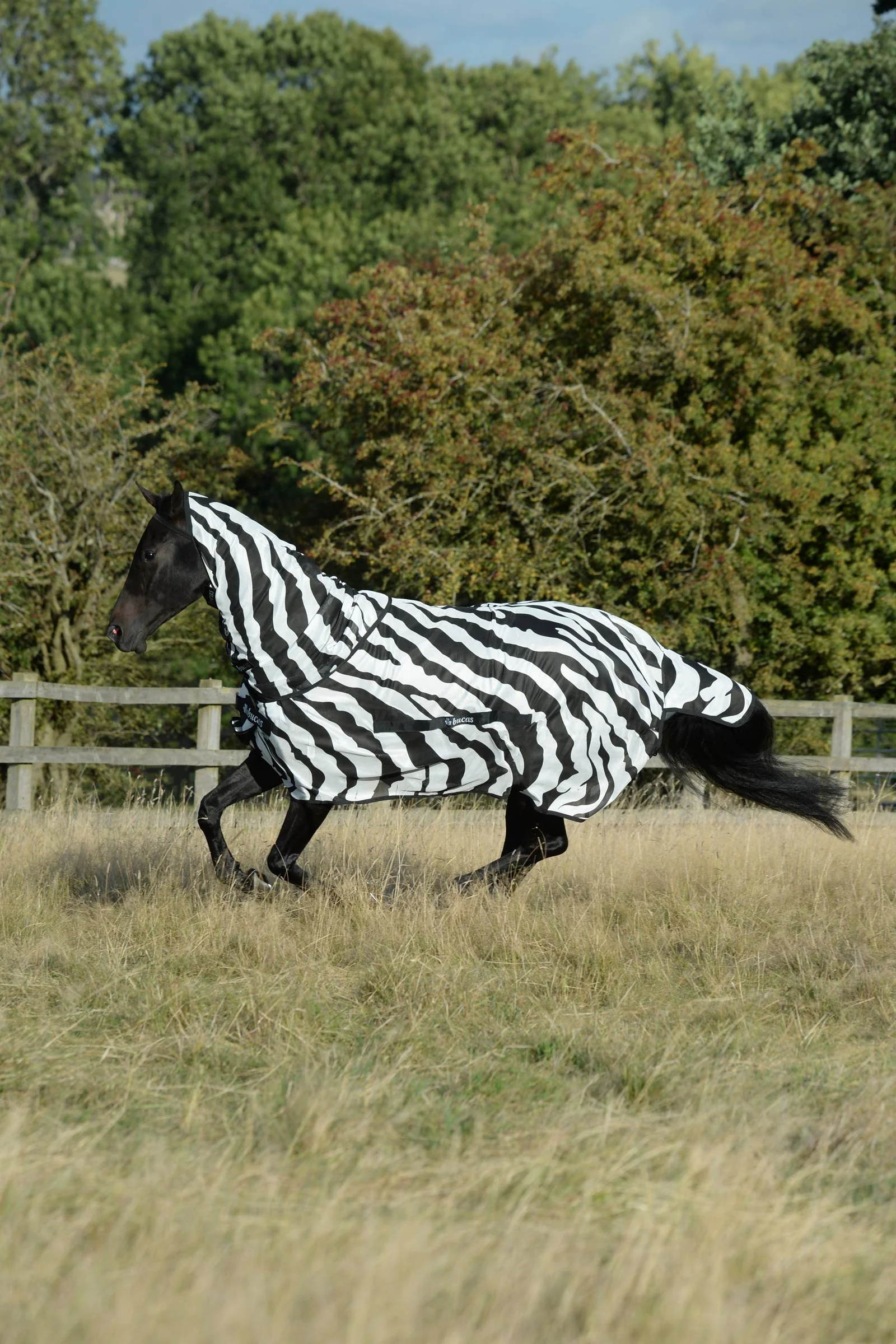 Buzz-Off Zebra Fly Rug With Full Neck Black/White 165