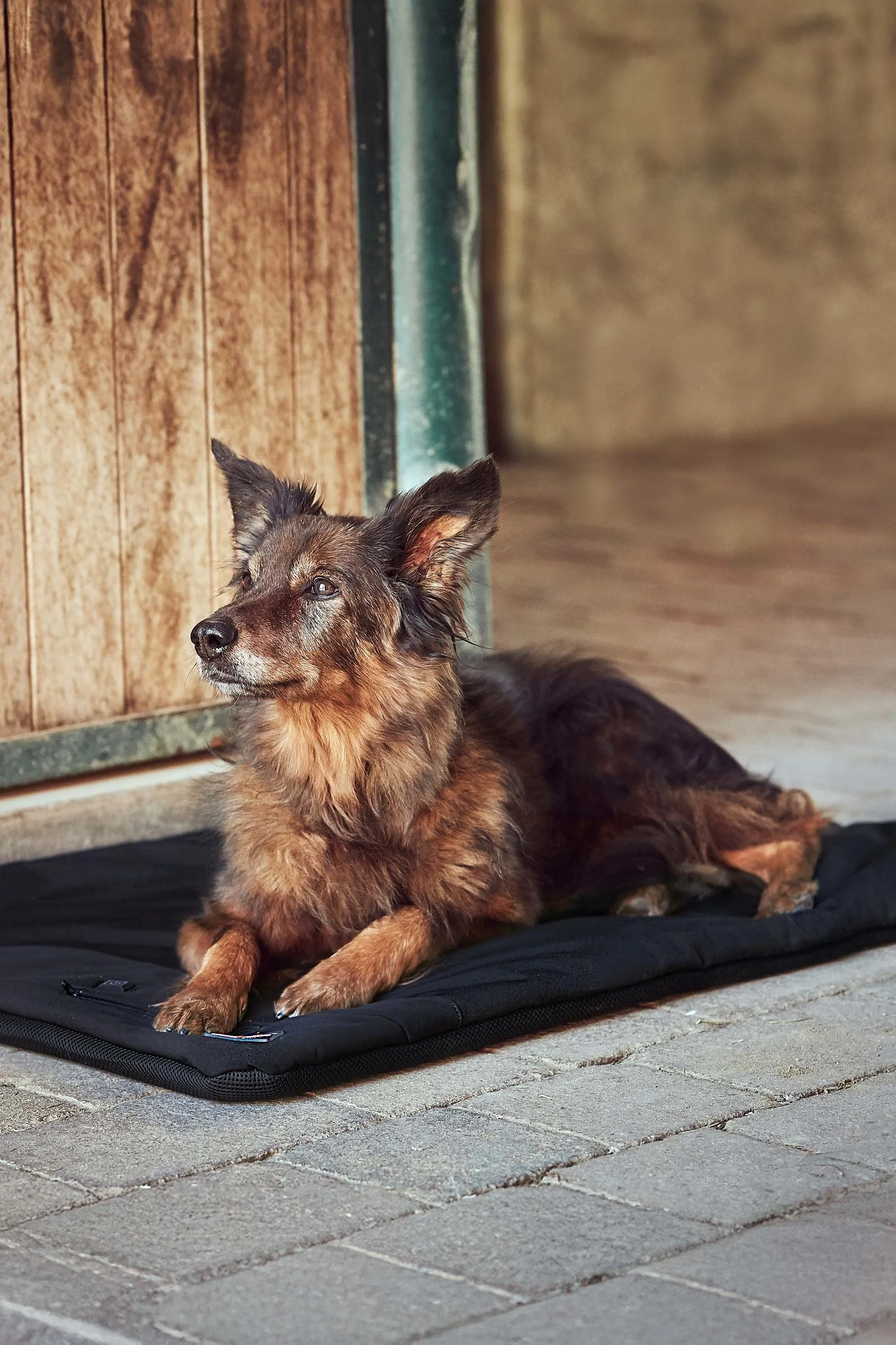 CATAGO FIR-Tech Pro Heatable Dog Pillow Black One Size