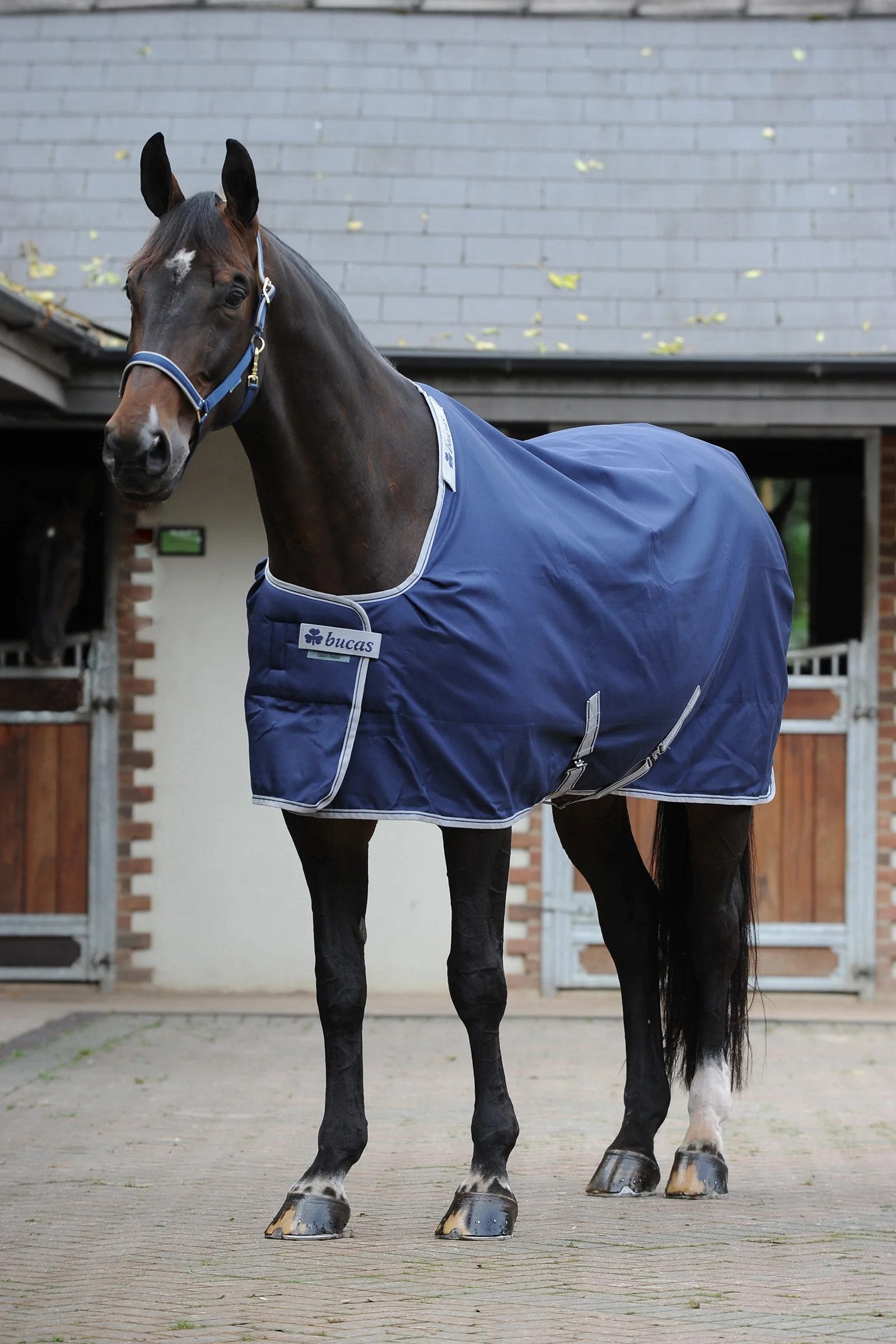 Celtic Stable Extra rug Dark Blue 115