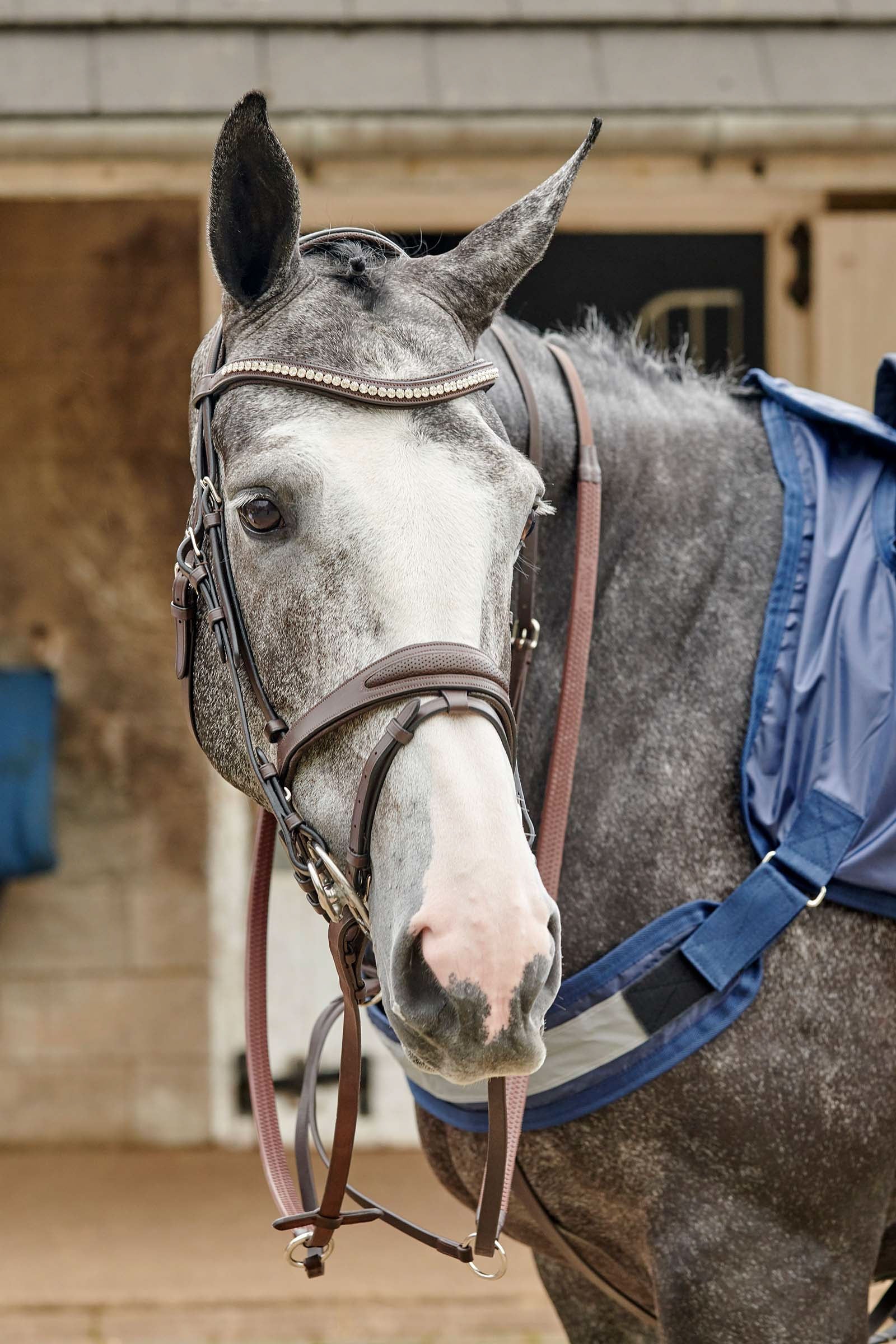 Chicago Perforated Bling Bridle Dark Brown F