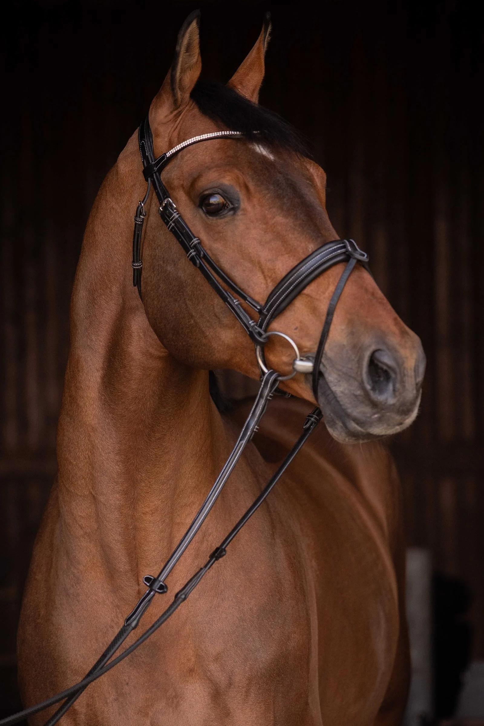 Daily Strass Bridle Black F