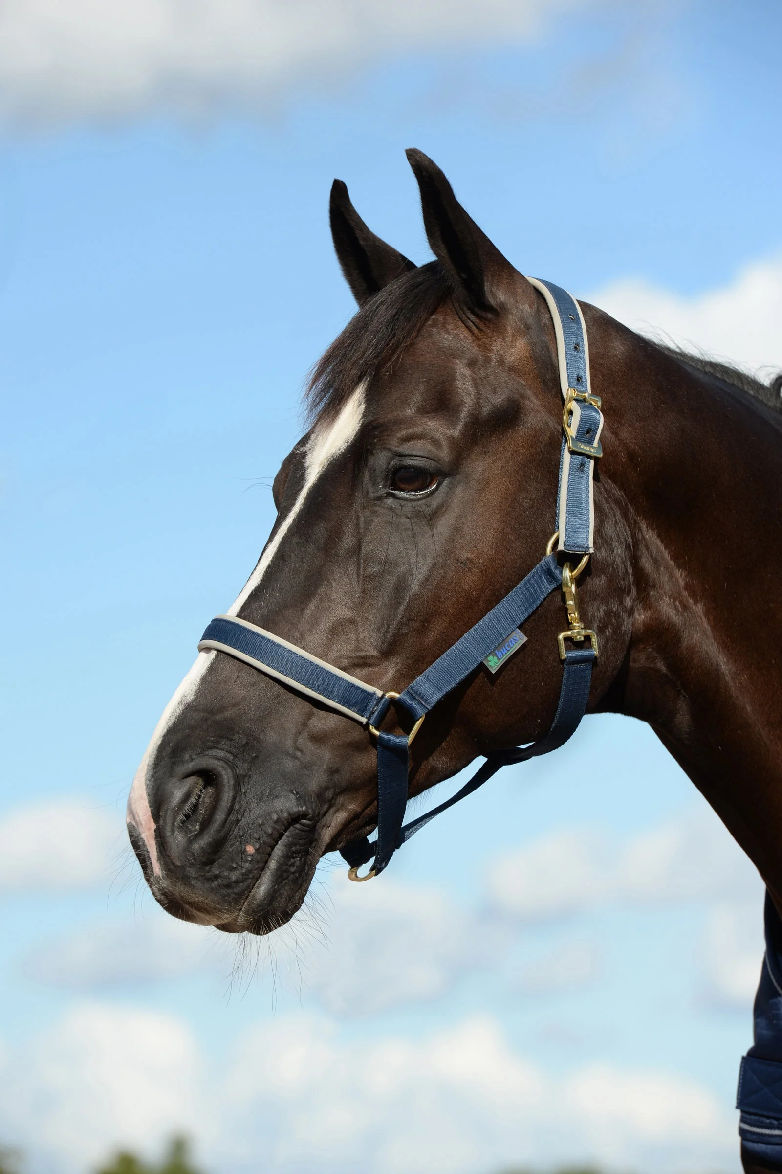 Dublin Padded Luxury Halter Dark Blue/Silver Foal