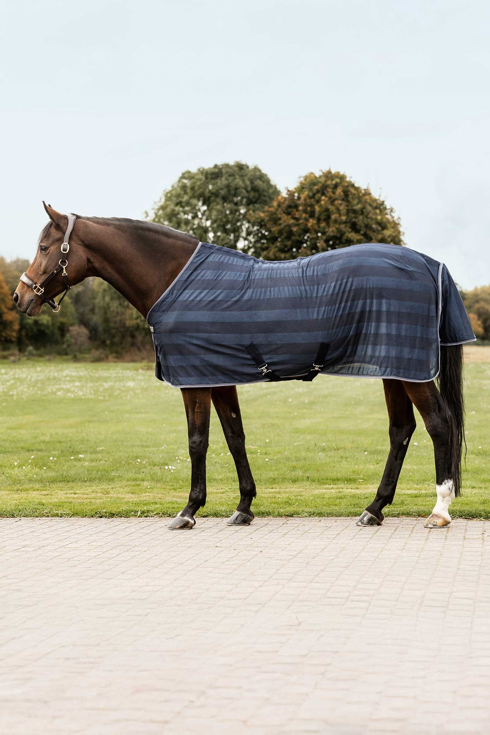 Economic Fly Rug Night Blue 165