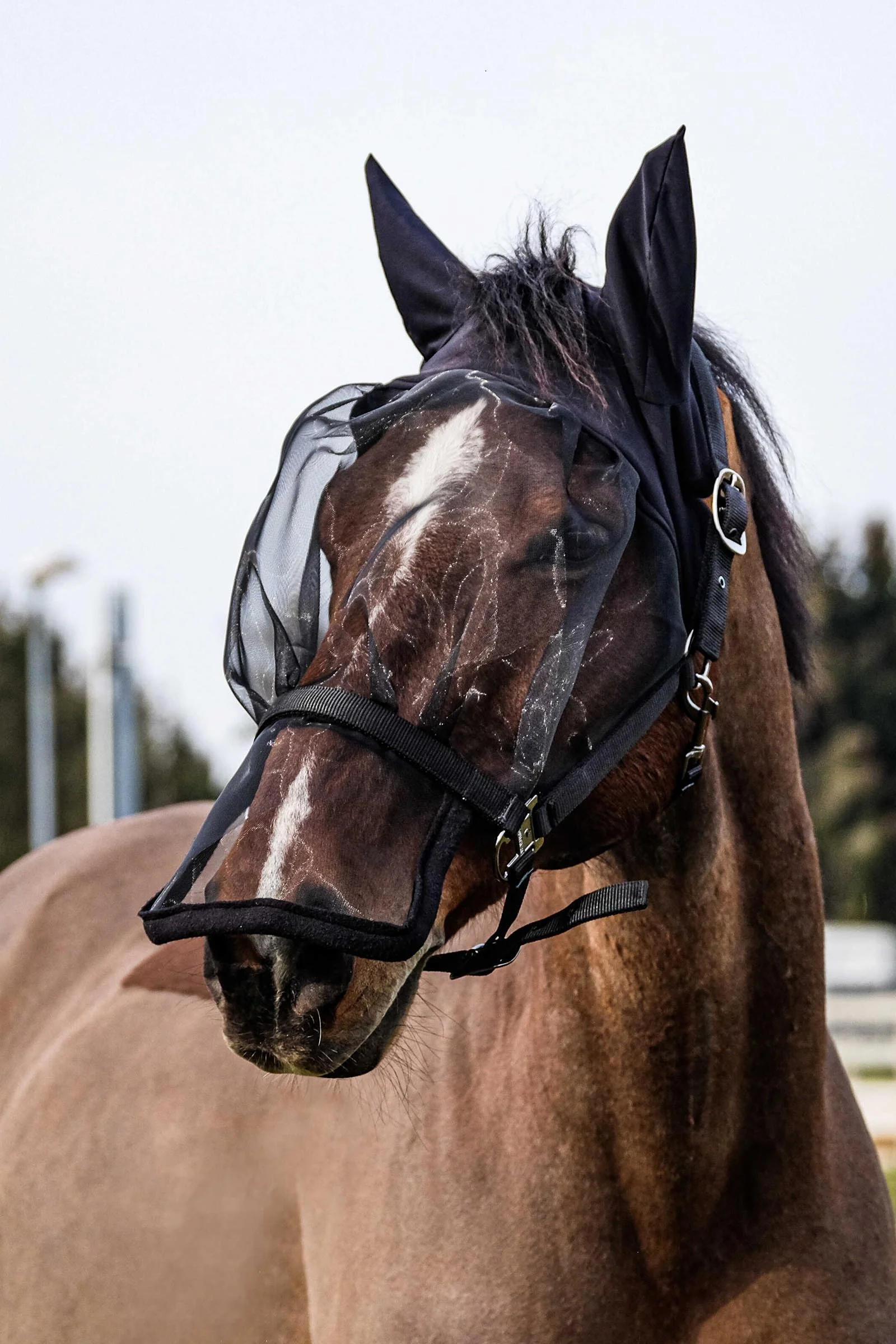 EQUITHÈME Halter + Anti UV Mask Black P