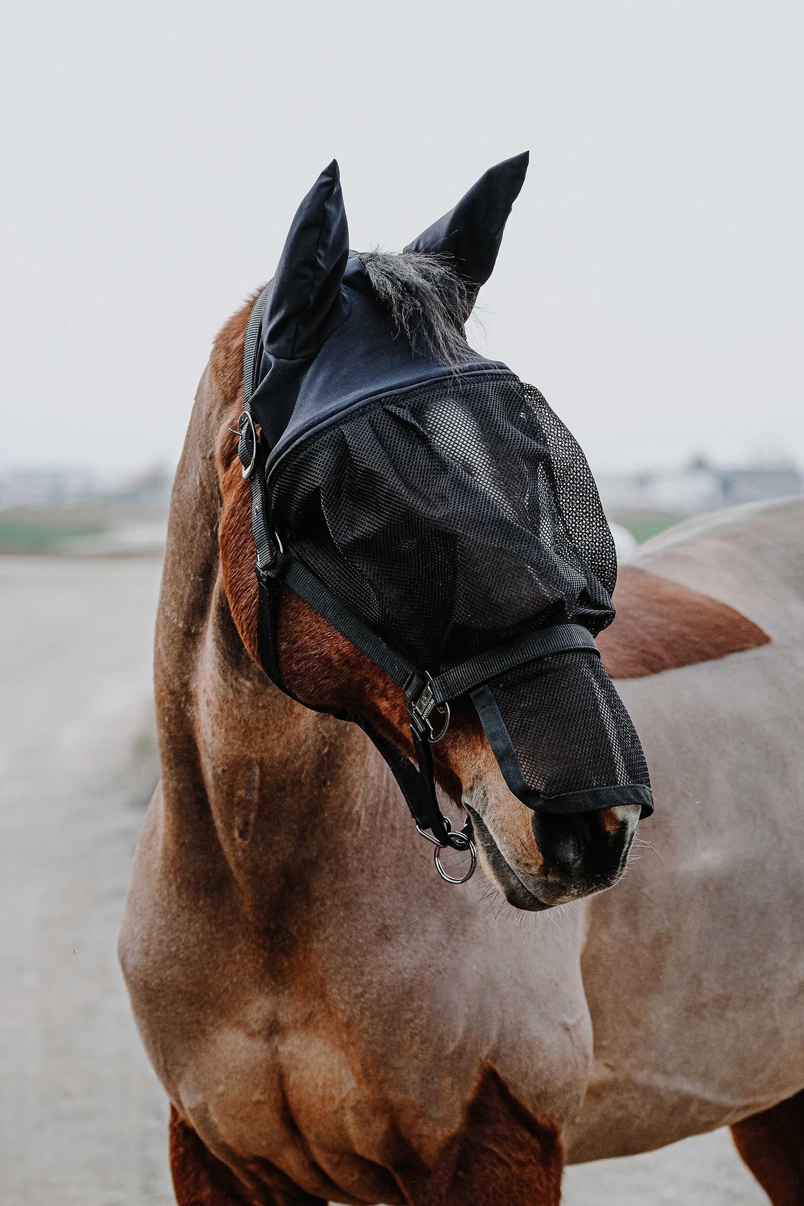 EQUITHÈME Halter + Mask Black P
