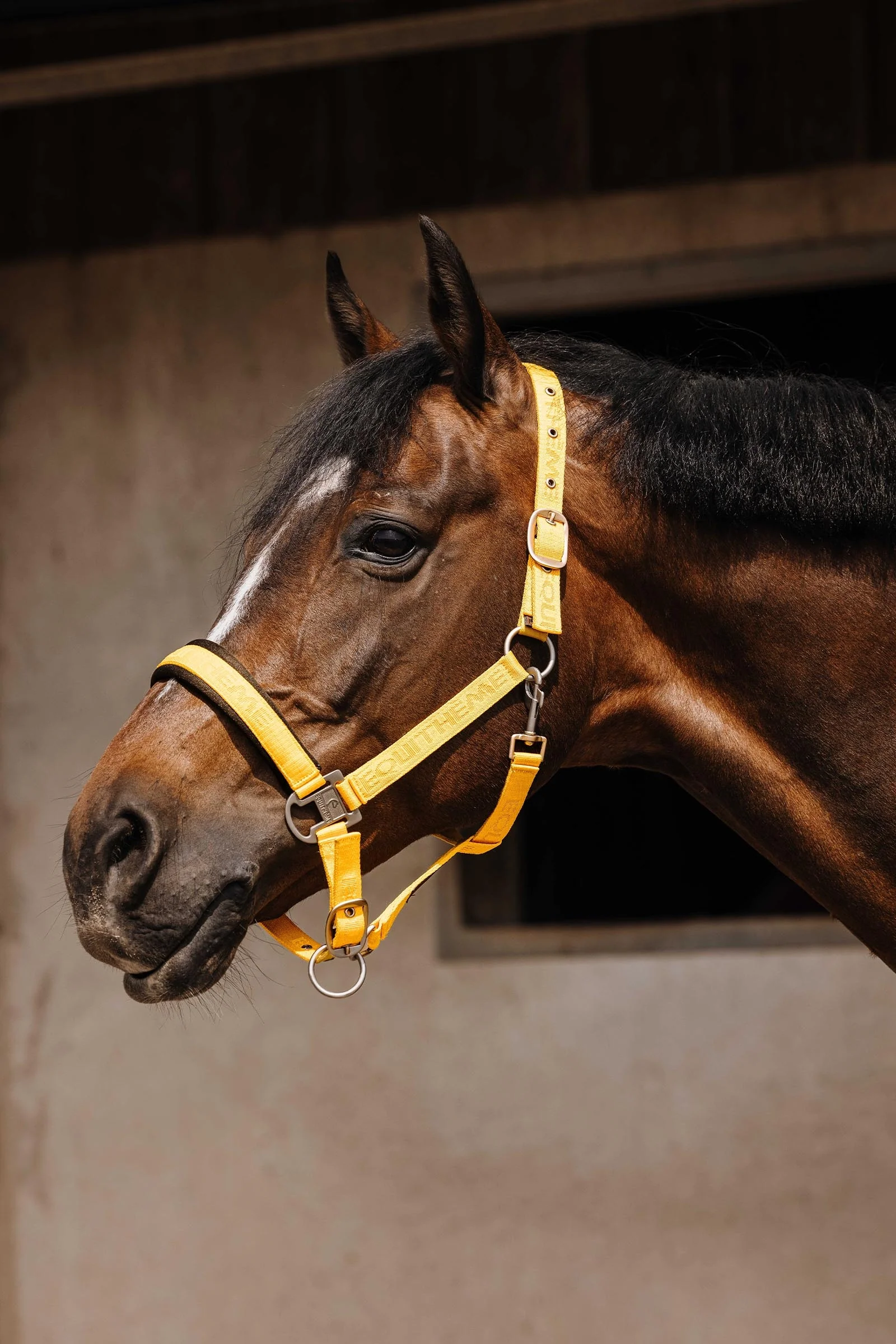 EQUITHÈME Jacquard Nylon Halter Gold P