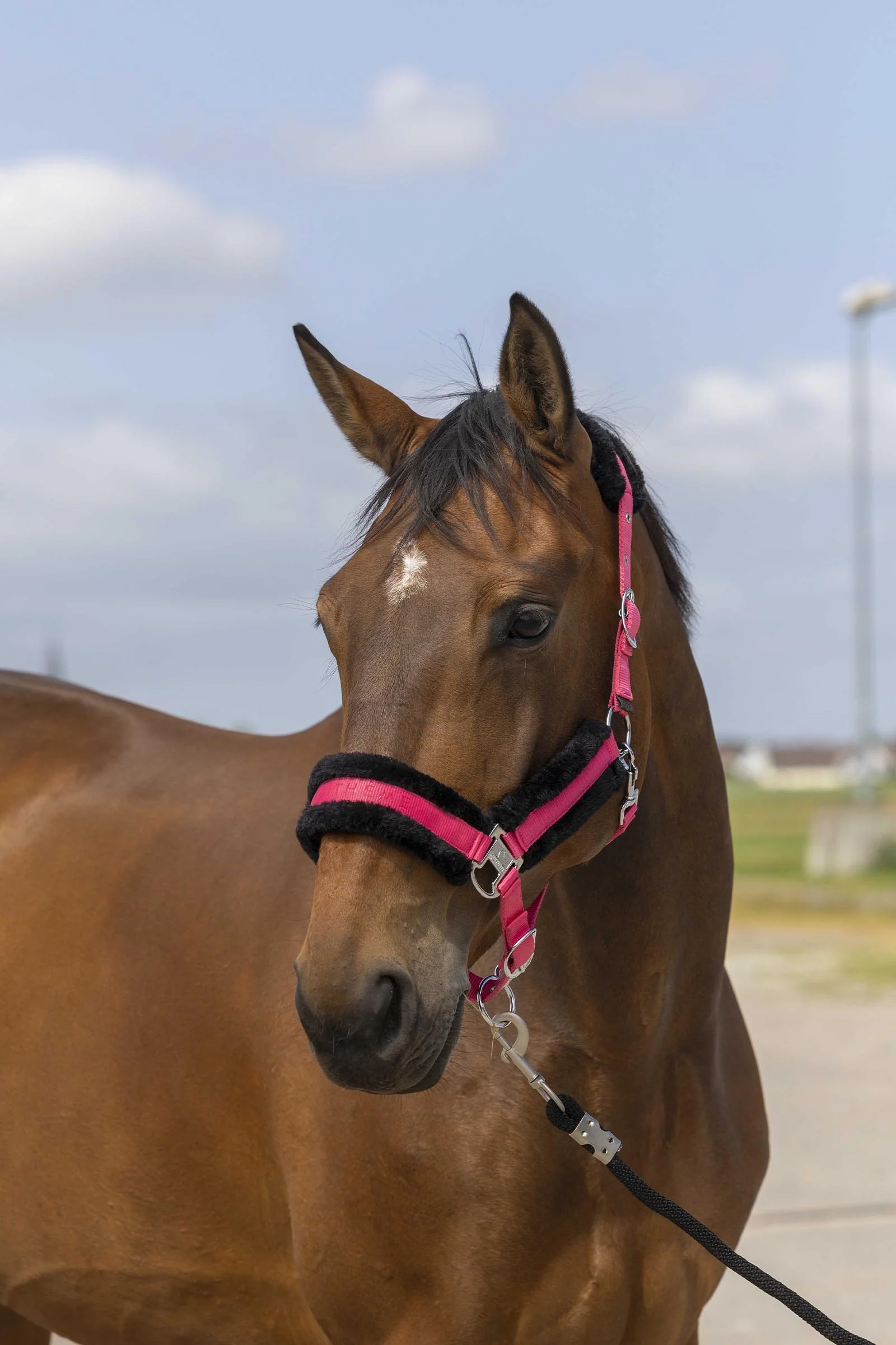 EQUITHÈME Nylon Mouton Halter Rose/Black F
