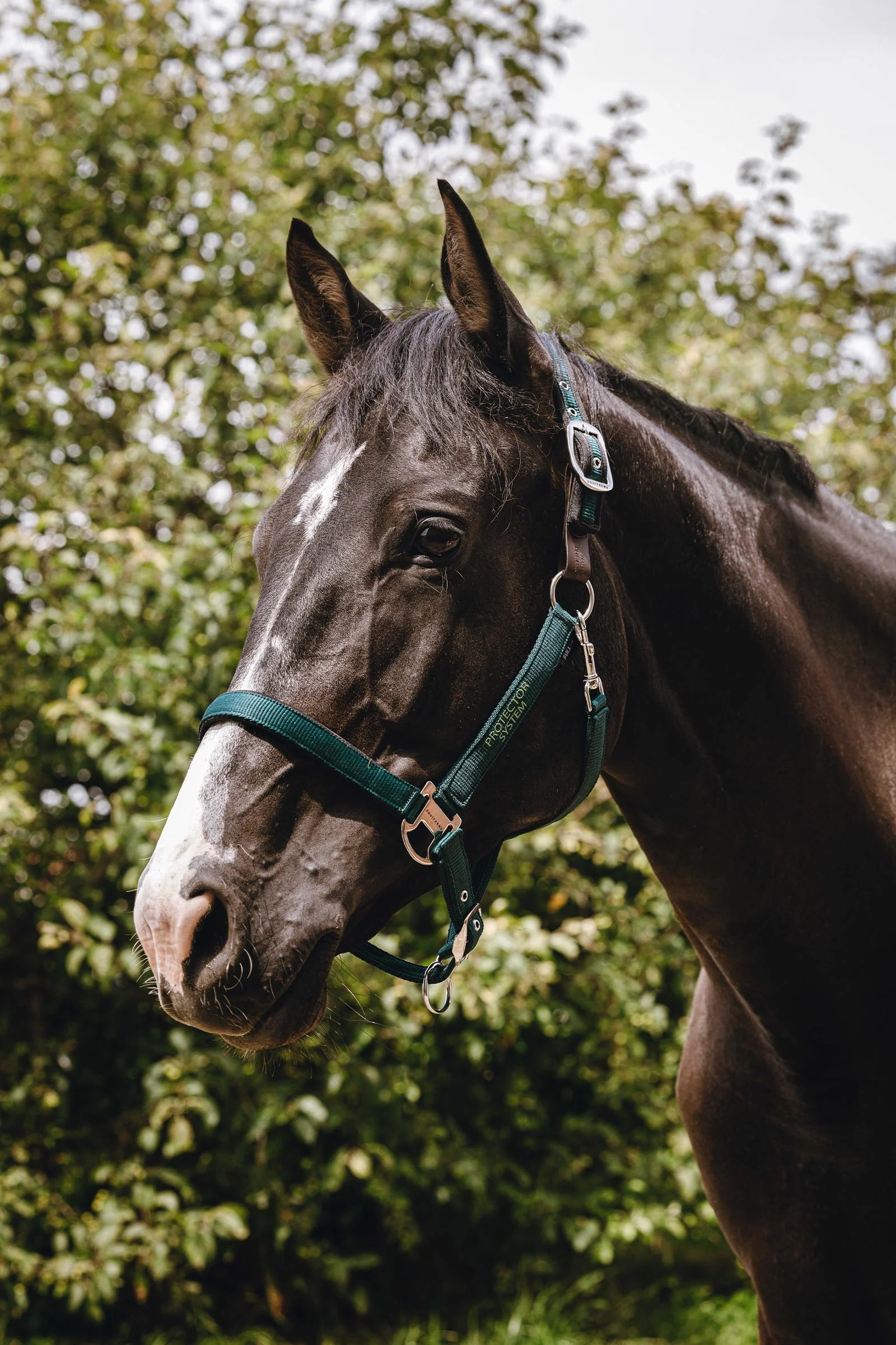 EQUITHÈME Protector Nylon Halter Green C
