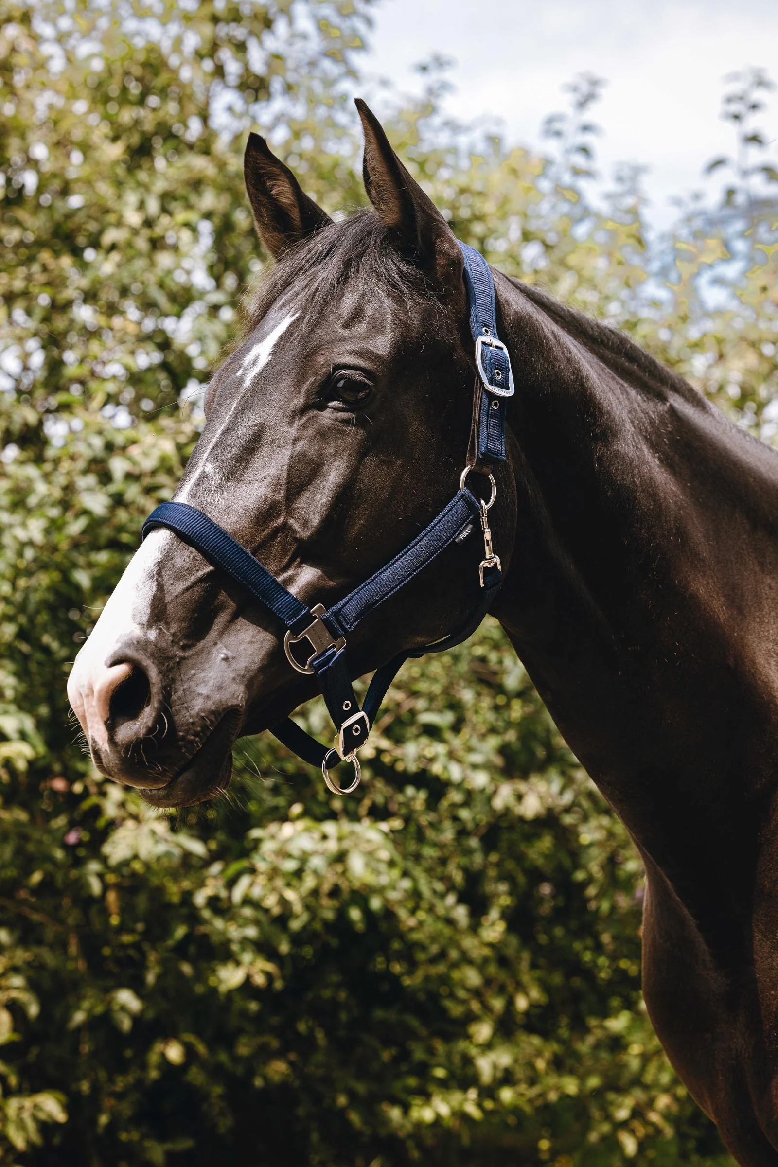 EQUITHÈME Protector Nylon Halter Navy F