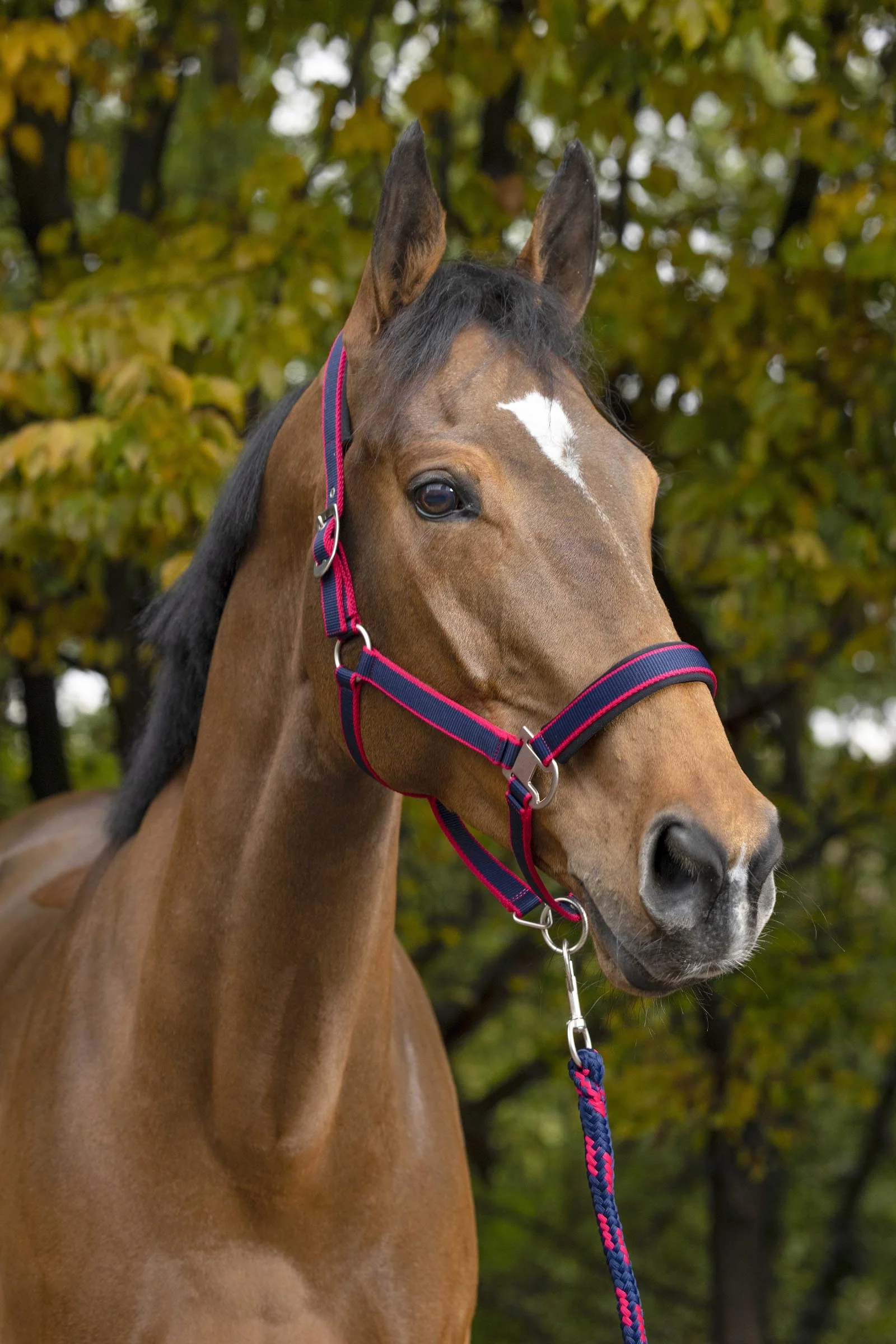 EQUITHÈME Satin Halter + Lead Marine/Fuchsia P