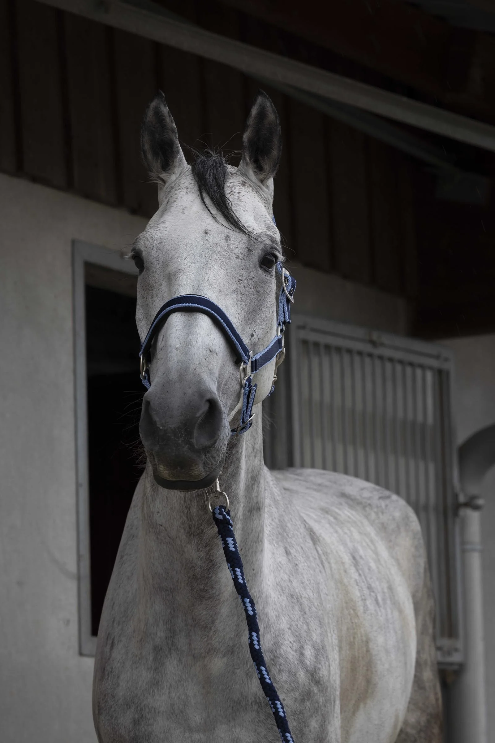 EQUITHÈME Satin Halter + Lead Marine/Sky Blue P