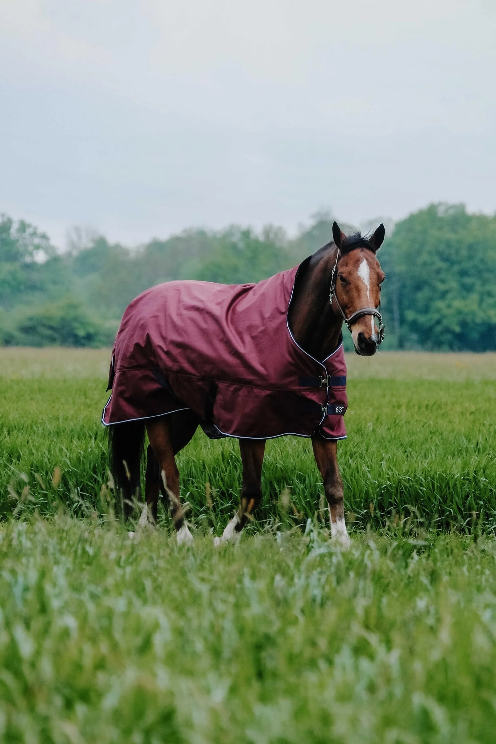 EQUITHÈME TYREX 1200D High Neck Rug, 0 g Burgundy 155