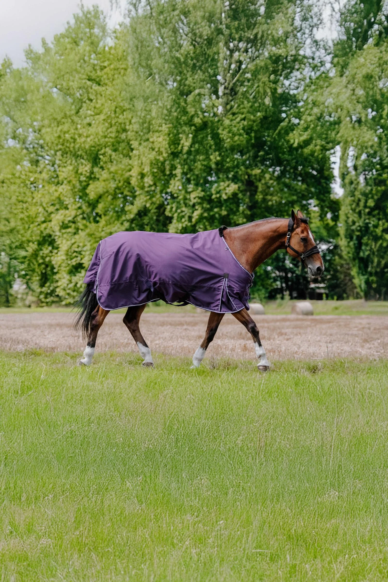 EQUITHÈME TYREX Aisance 600D Turnout Rug, 300 g Plum 145