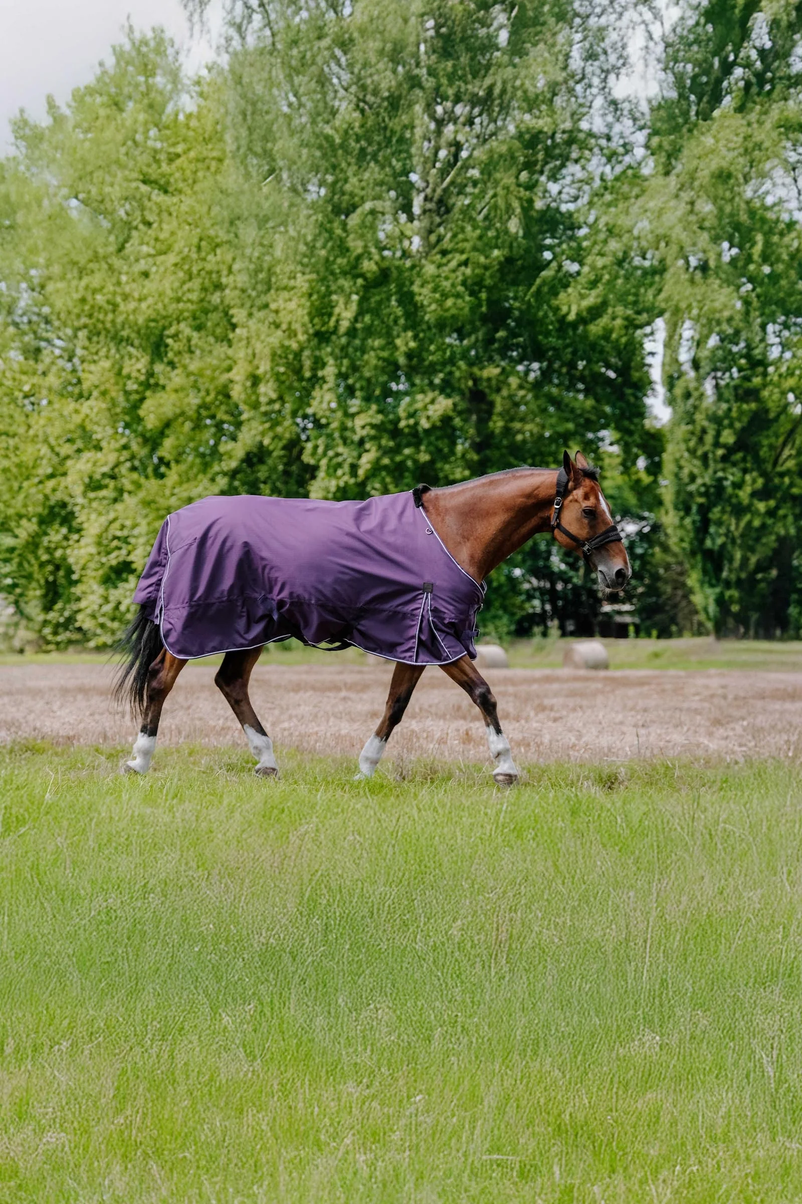 EQUITHÈME TYREX Aisance 600D Turnout Rug, 50 g Plum 125
