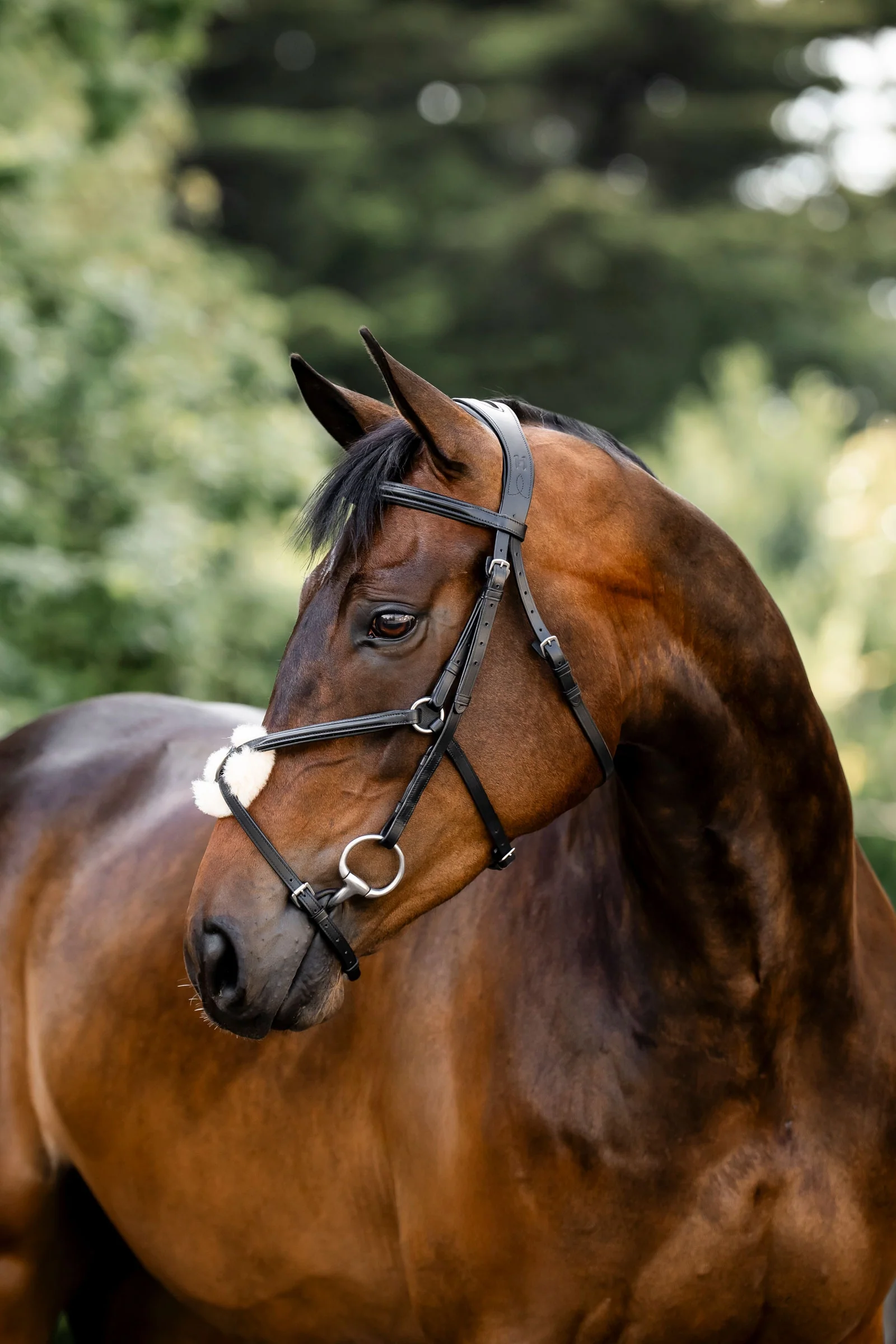 Figure 8 Grackle Bridle Black F