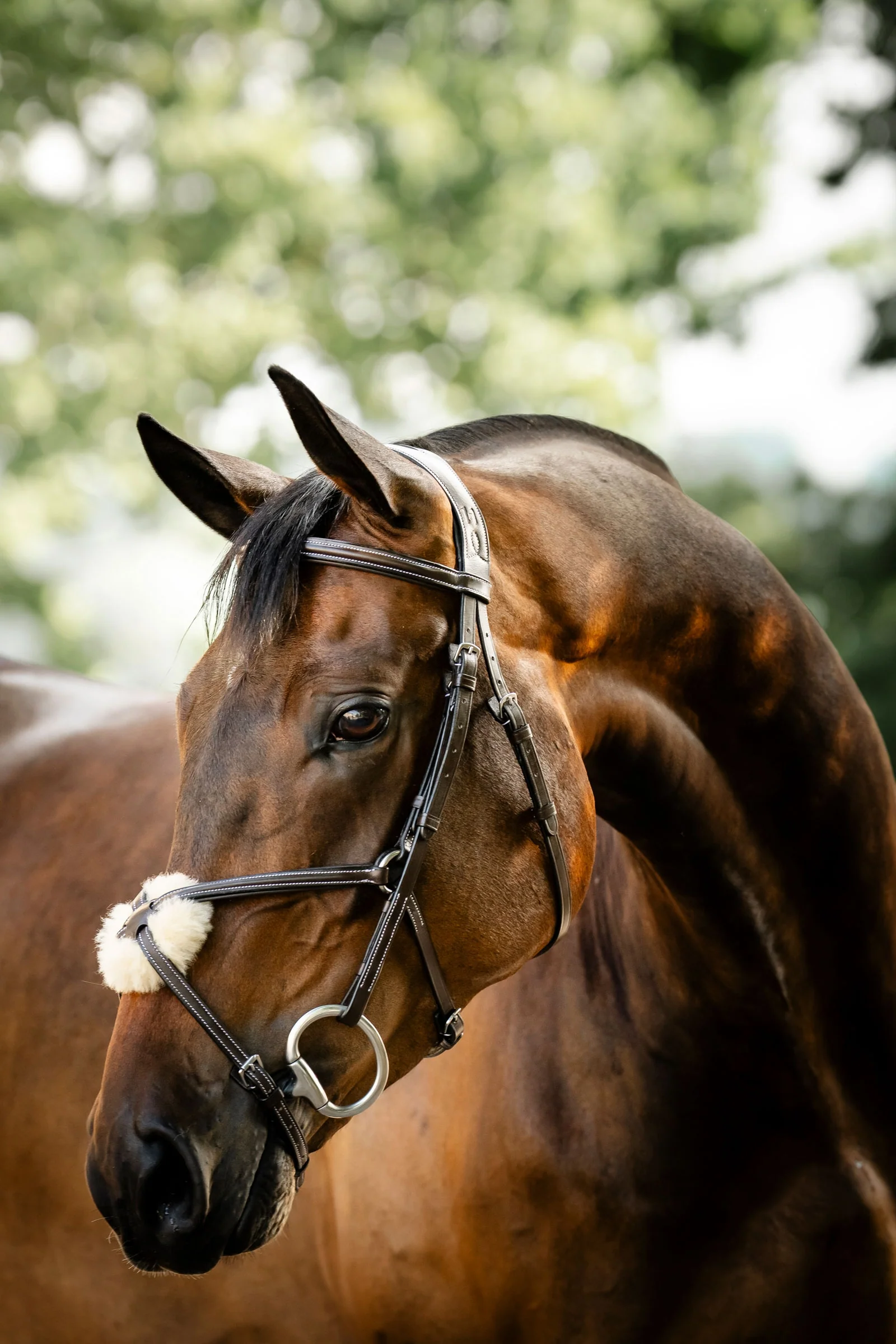 Figure 8 Grackle Bridle Brown P