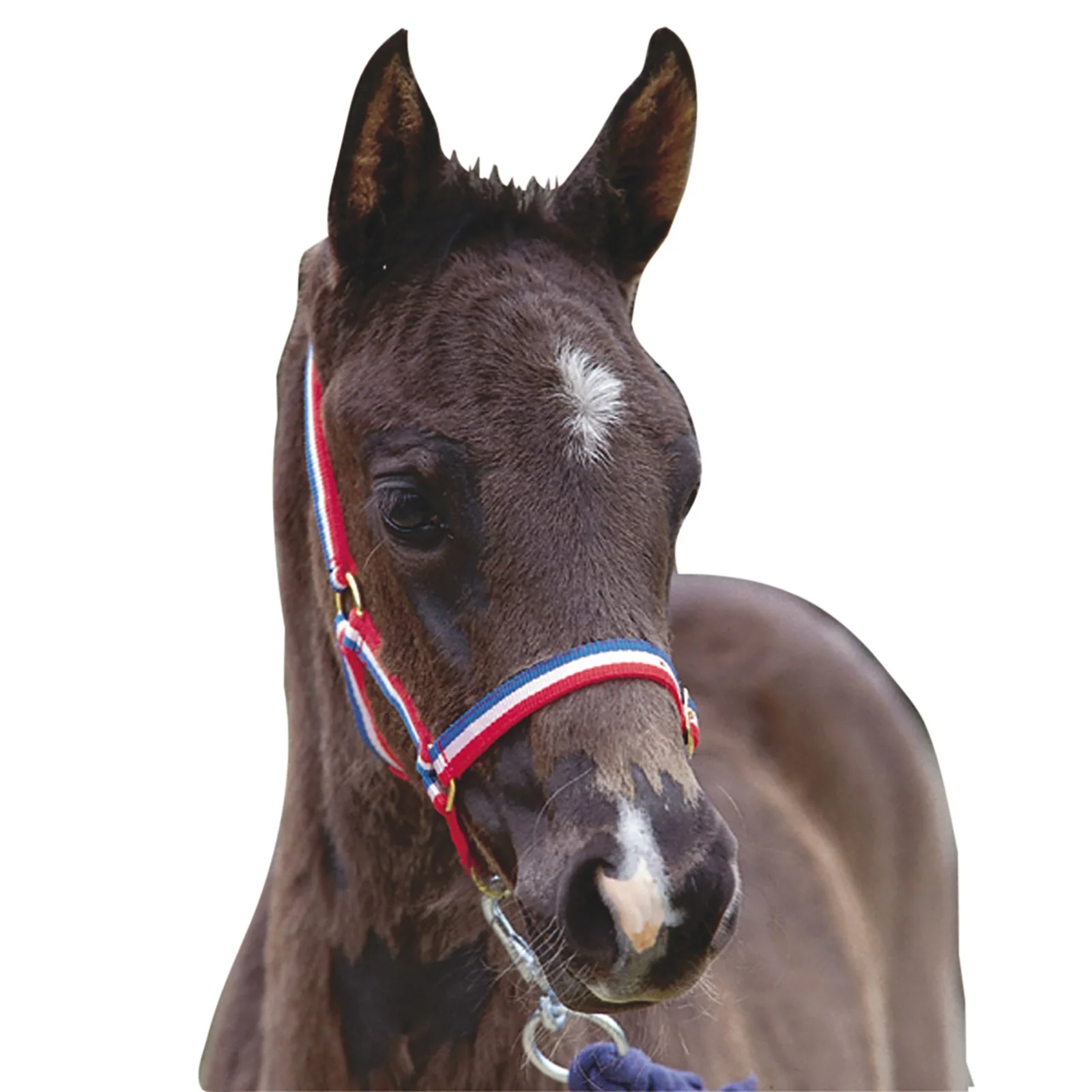 Foal Headcollar RE/WH/B Foal