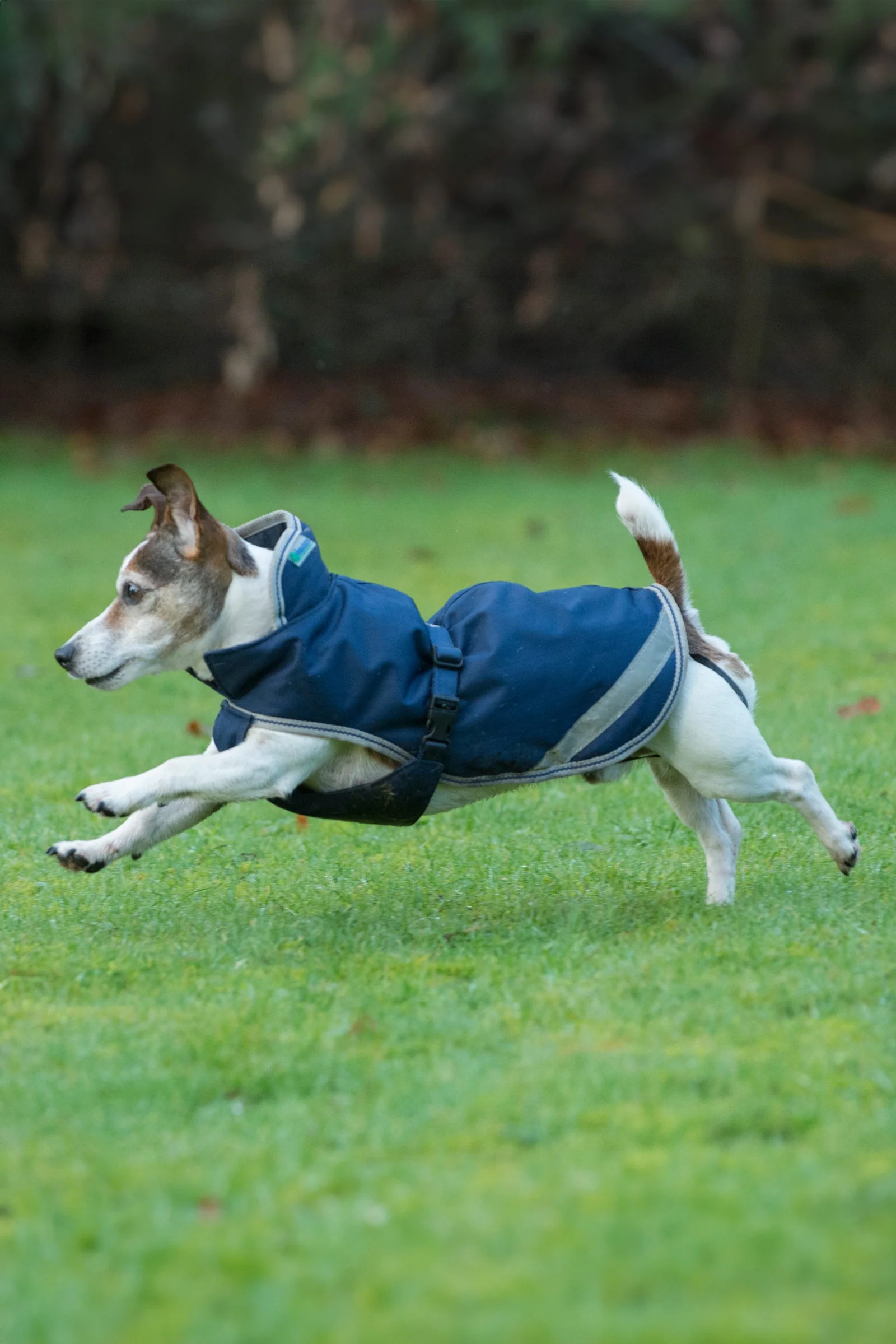Freedom Dog Rug, 50g (30-45 cm) Dark Blue/Silver 35
