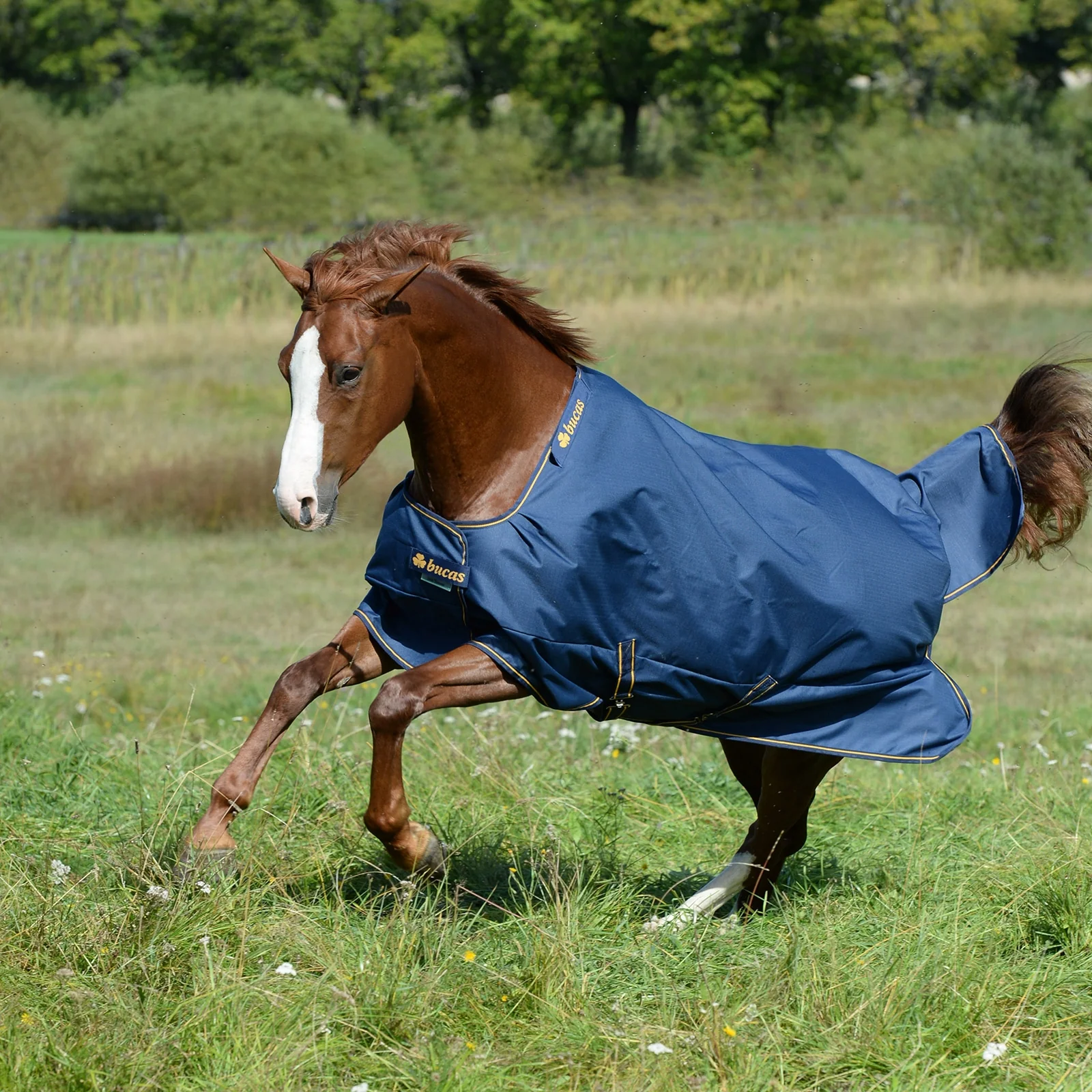Irish Turnout Extra Pony Turnout Rug, 300g Dark Blue/Gold 115