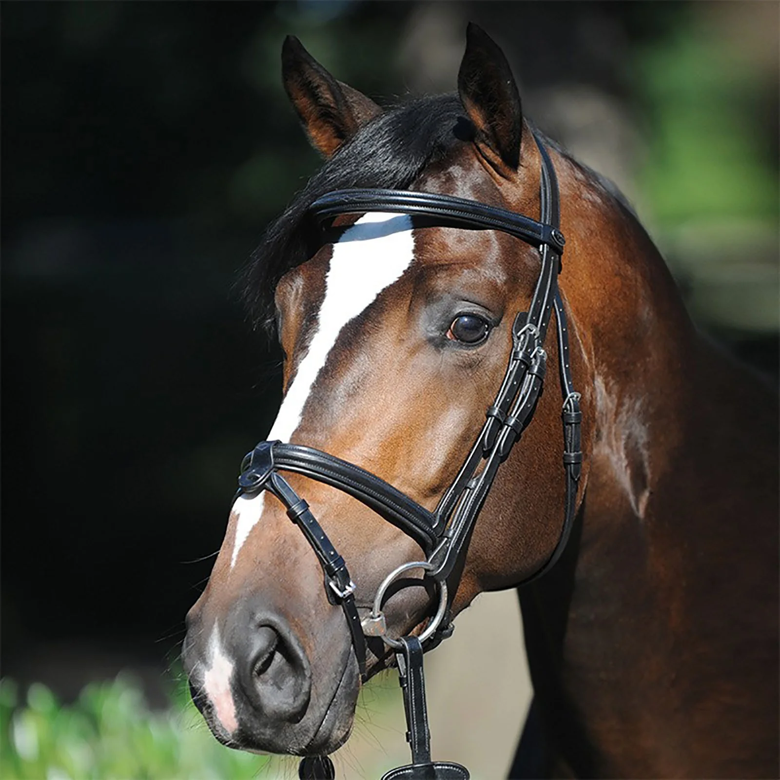 Lorenz Bridle Black C