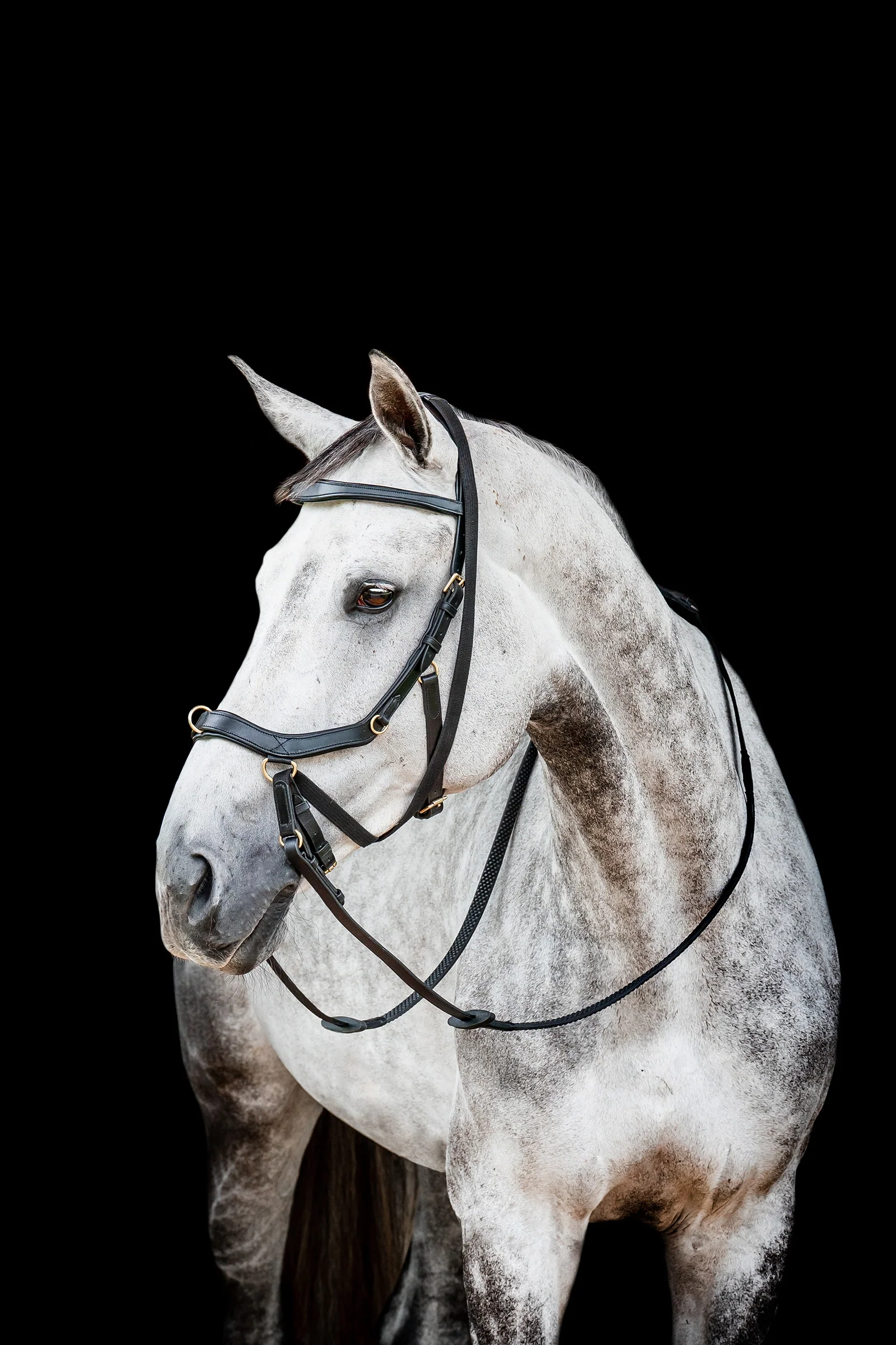 Micklem 2 Multi Bridle Black C