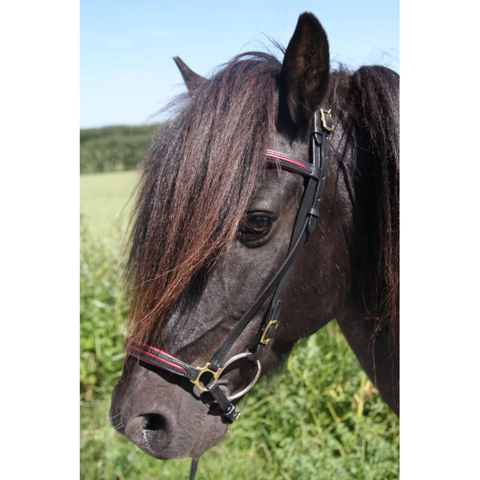 New style noseband Red Icelandic Horse