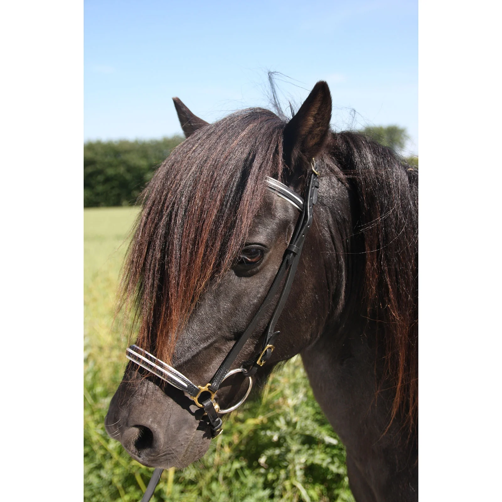 New style noseband WH/AB Icelandic Horse