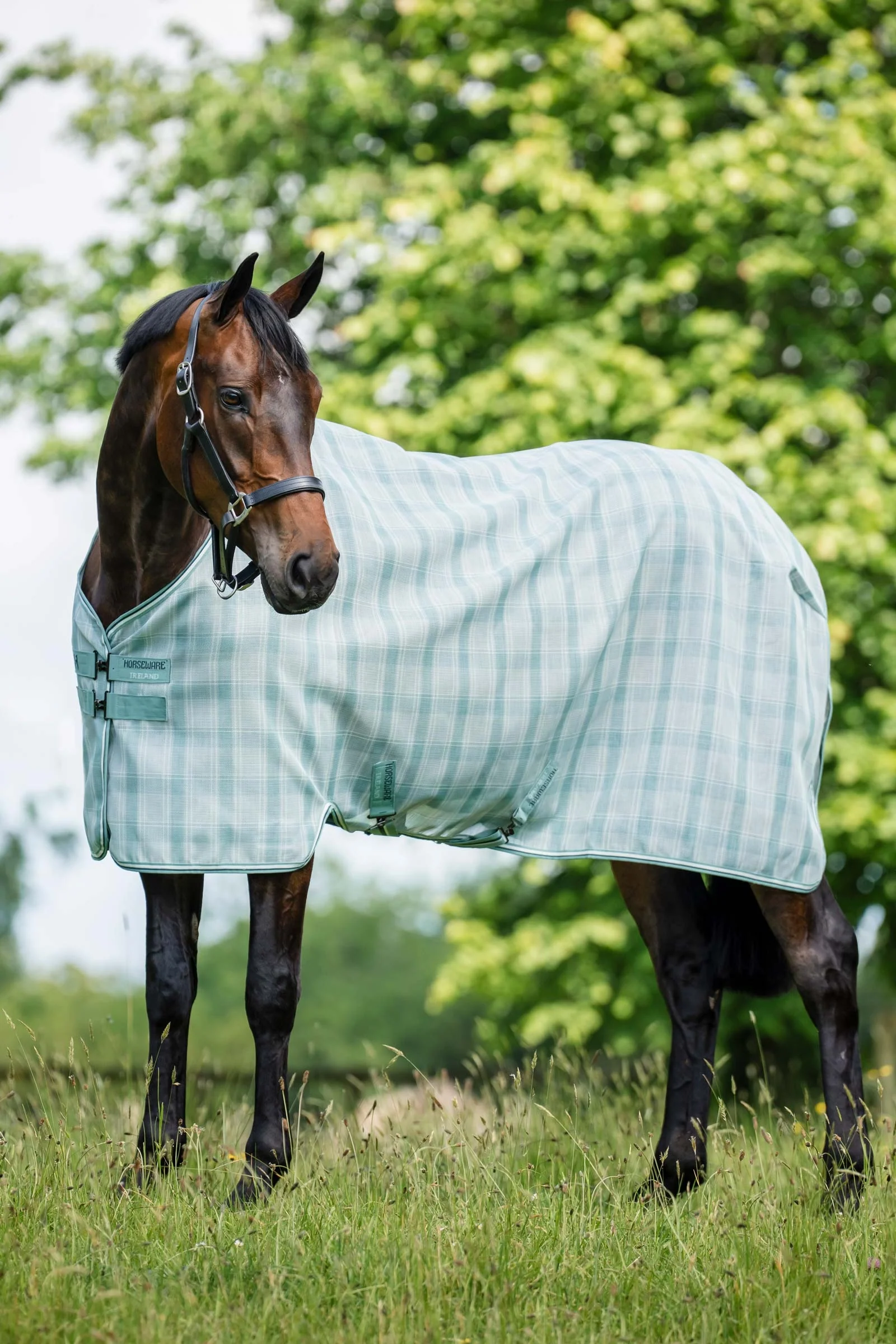 Newmarket Fly Sheet With UV-Protection Witney Dynasty 145