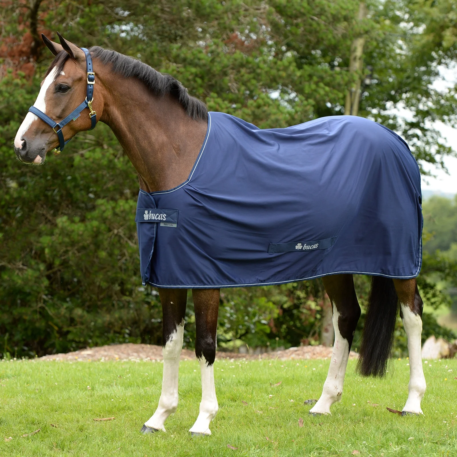 Shamrock Power Pony Cooler DB/SI 100
