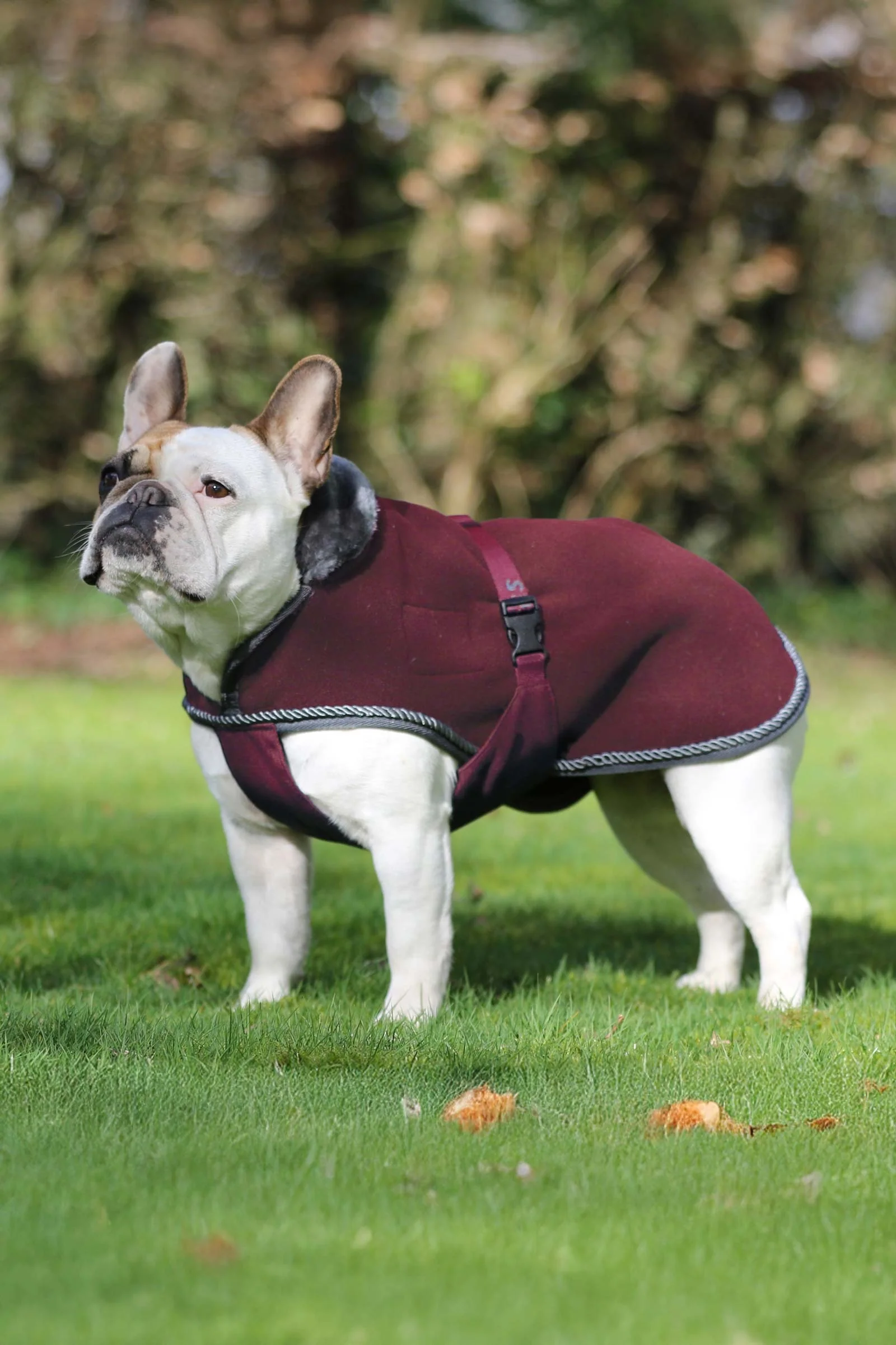 Show-Line Dog Rug Burgundy/ Grey 50