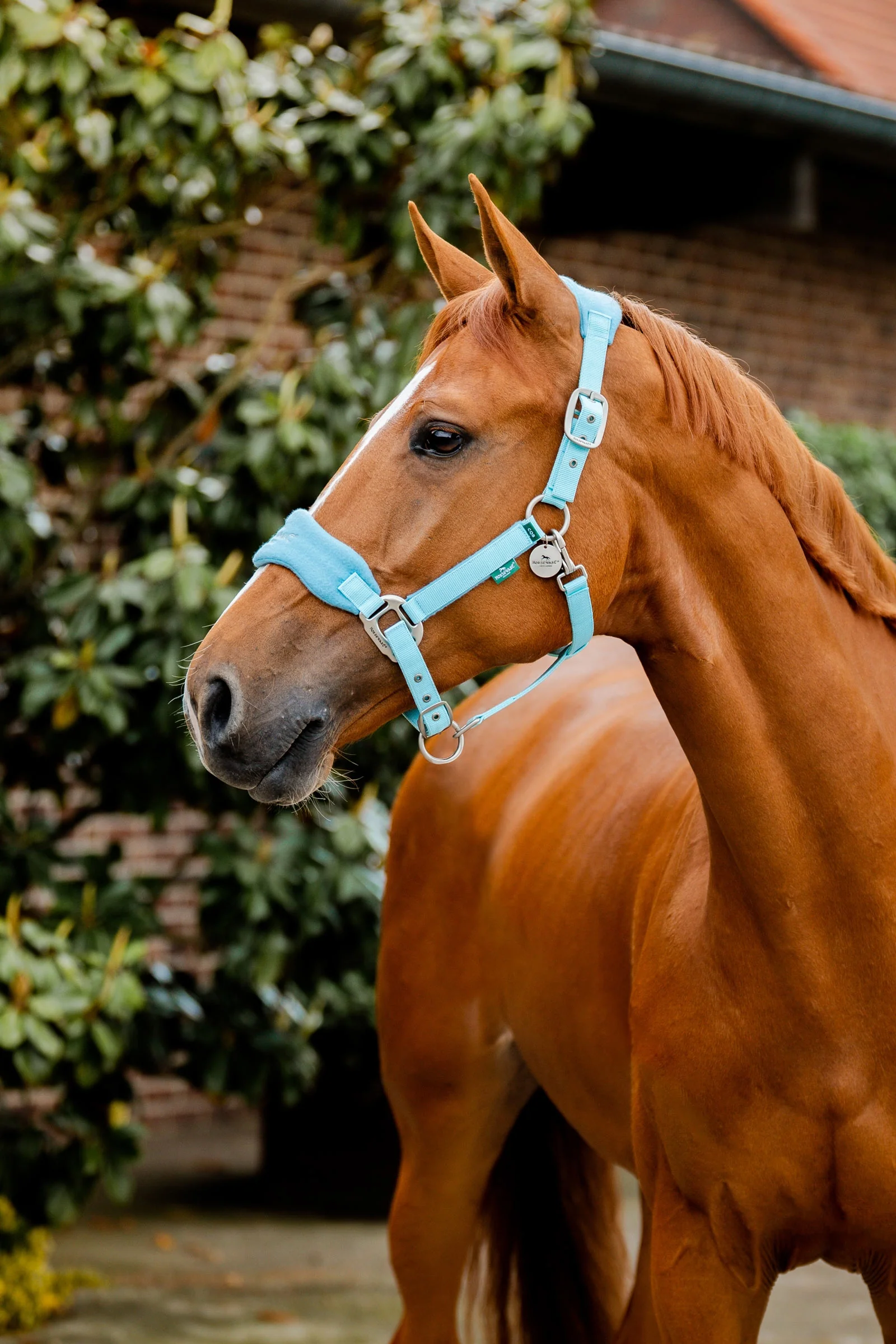 Signature Grooming Headcollar Blue Haze P